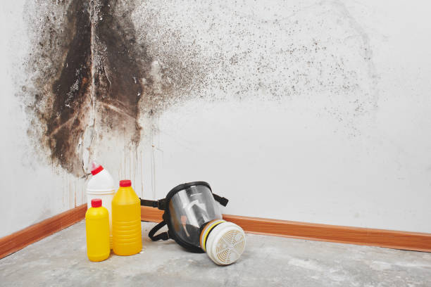 Best Crawl Space Mold Removal  in South Woodstock, CT