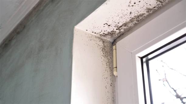 Best Mold Testing  in South Woodstock, CT
