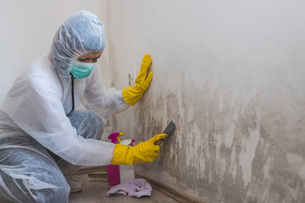 Best Black Mold Removal  in South Woodstock, CT