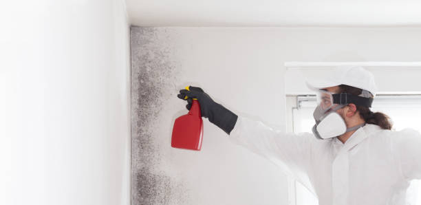 Best Fast Mold Removal  in South Woodstock, CT