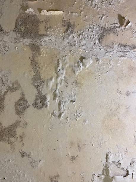 Best Toxic Mold Removal  in South Woodstock, CT