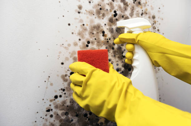 Best Attic Mold Removal  in South Woodstock, CT