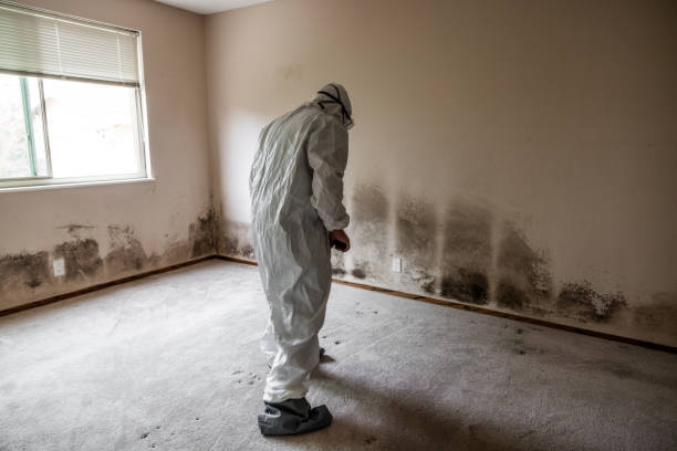 Best Mold Remediation Services  in South Woodstock, CT