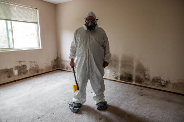 Best Local Mold Removal Service  in South Woodstock, CT