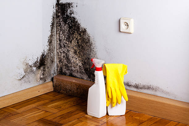 Best Mold Removal Near Me  in South Woodstock, CT