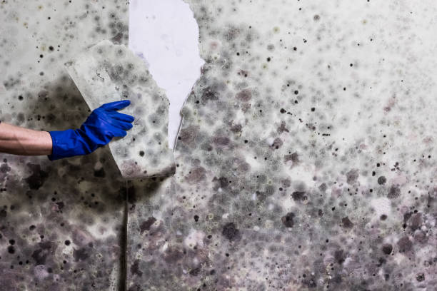 Best Mold Remediation  in South Woodstock, CT