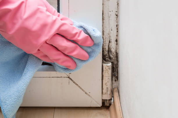 Best Home Mold Removal  in South Woodstock, CT