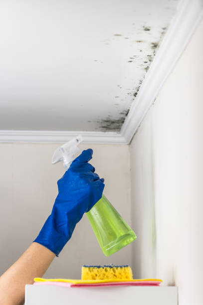 Best Best Mold Removal Companies  in South Woodstock, CT