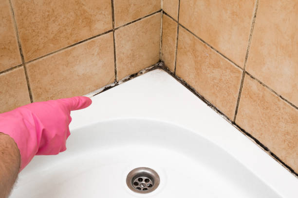 Best Crawl Space Mold Removal  in South Woodstock, CT