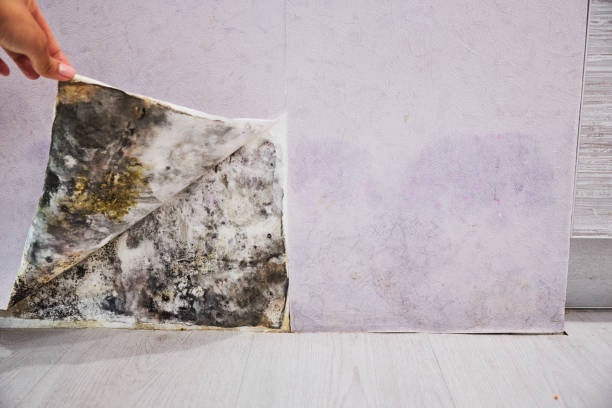 Best Mold Damage Repair  in South Woodstock, CT